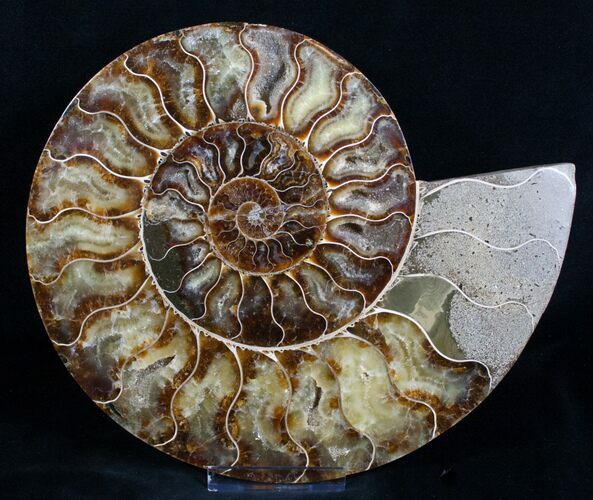Inch Ammonite (Half) - Agate Preservation #4109